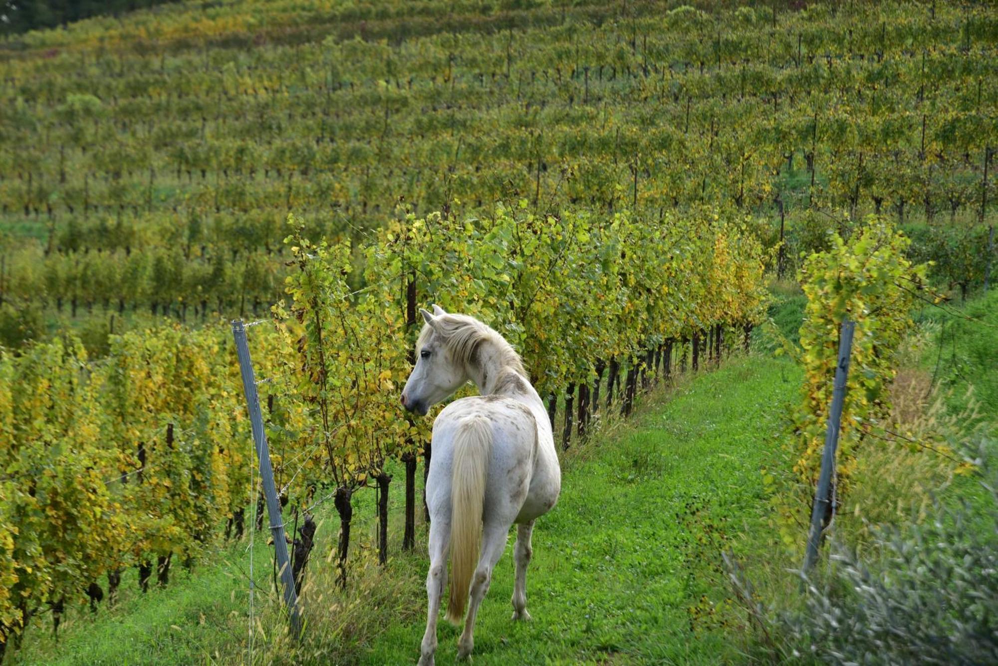 Tenuta Valdomini Attimis Zewnętrze zdjęcie